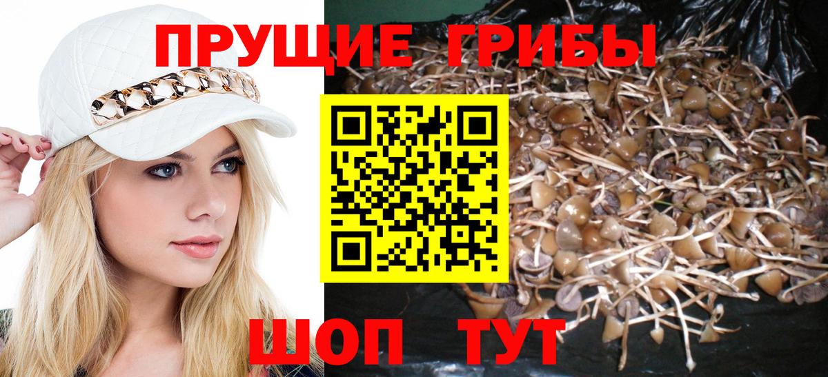 Галлюциногенные грибы Psilocybine cubensis Мурино